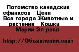 Потомство канадских сфинксов › Цена ­ 15 000 - Все города Животные и растения » Кошки   . Марий Эл респ.
